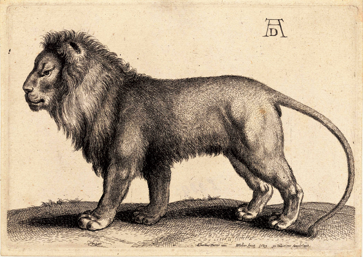   阿尔布雷特·丢勒Albrecht Dürer——素描与版画 (143)